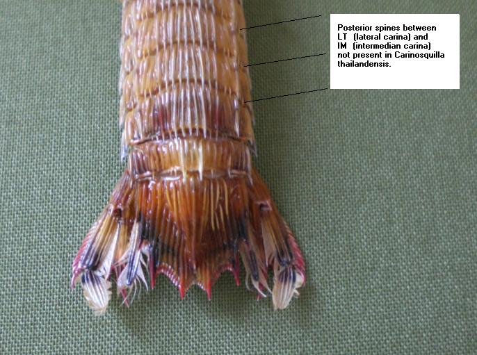 carinosquilla balicasag T.F.C. AS2-6 and telson.bmp